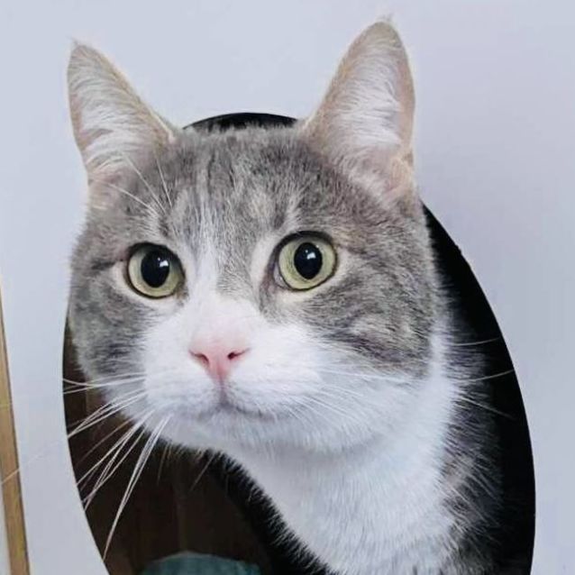 Photo of Leo   Located In Canberra