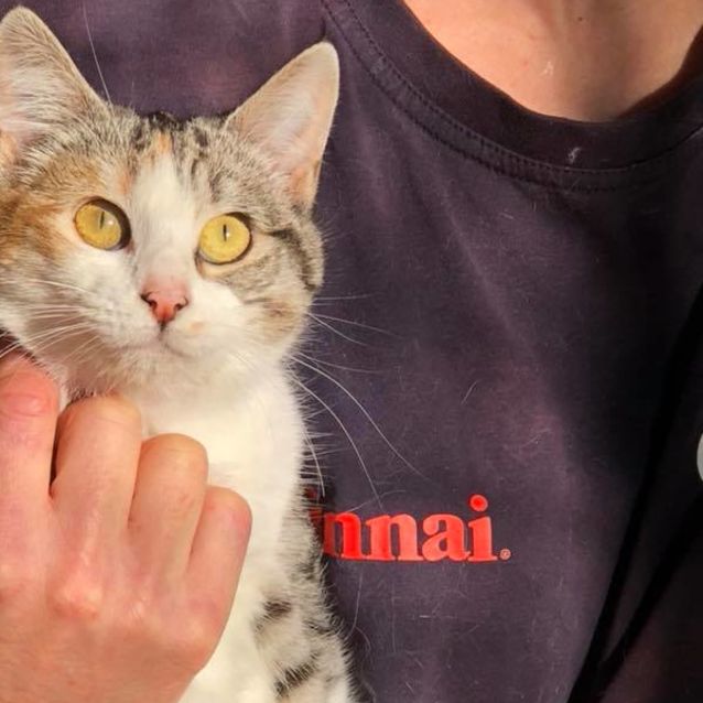 Photo of Pirate   Meet Me At Pets Domain Corio On August 5