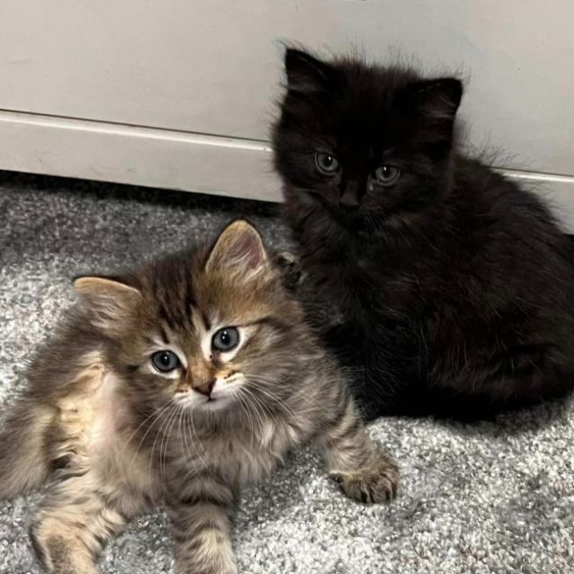 Photo of Millie And Maverick