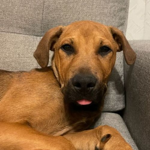 Beauregard (Beau)