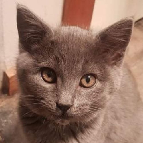 Mayella **2nd Chance Cat Rescue**