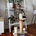 Photo of Charlie & Peach   Bonded Pair
