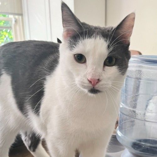 Admiral Turbo Meowington III *9 Lives Project*