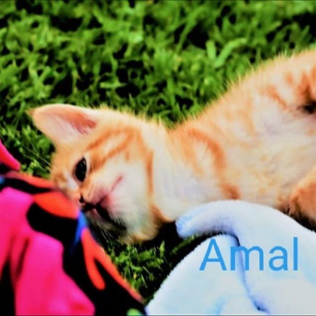 Photo of Amal