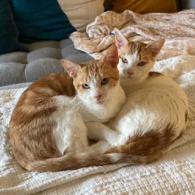 Photo of Fred & George Weasley