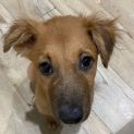 Photo of Silky