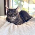 Photo of Misty Moo