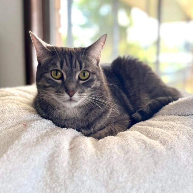 Photo of Misty Moo