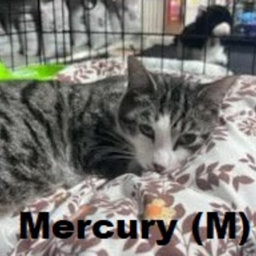 No photo for Mercury