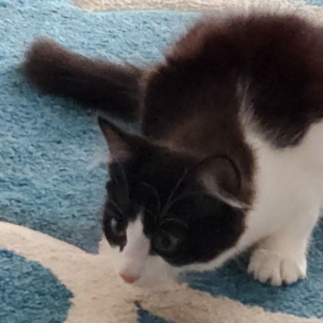 Photo of Rascal ^^Dandy Cat Rescue^^