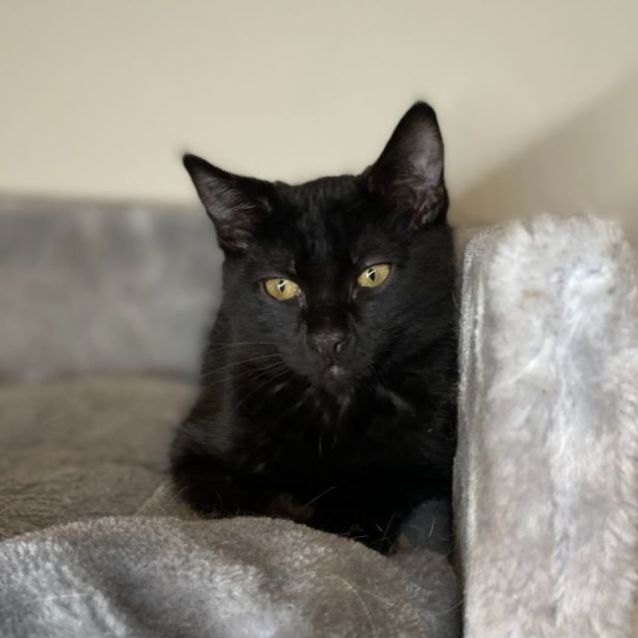 Photo of Onyx **2nd Chance Cat Rescue**