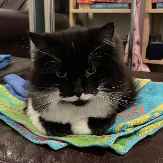 Photo of Timmy & Nash   Bonded Gentlemen 