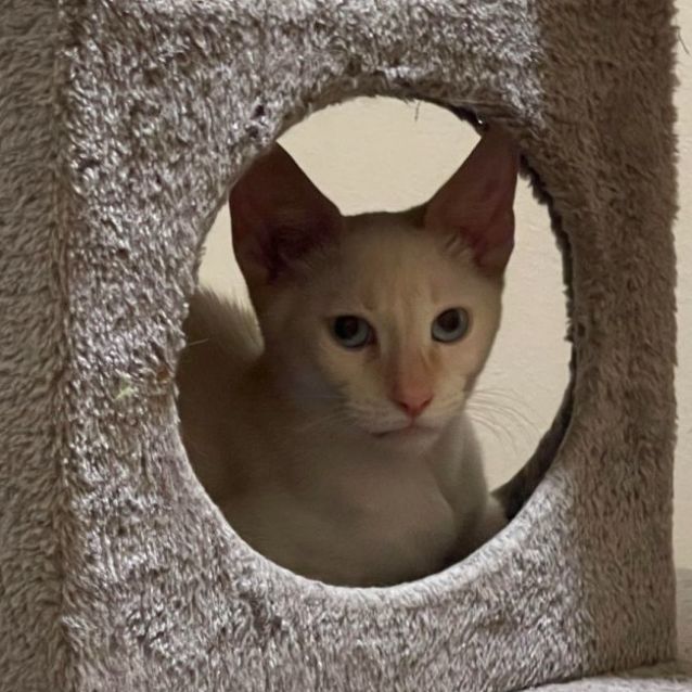 Photo of Chester
