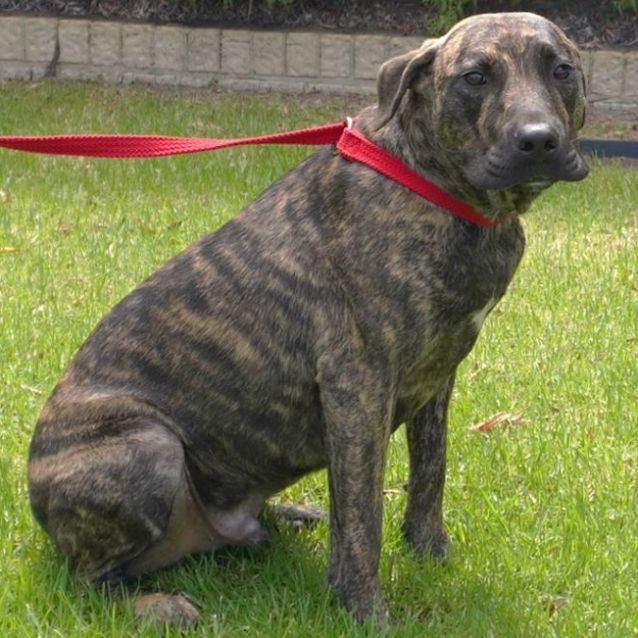 Photo of Sarg