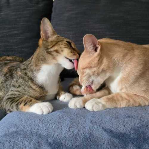Ginger & Lily