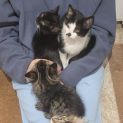 Photo of Kalen **2nd Chance Cat Rescue**