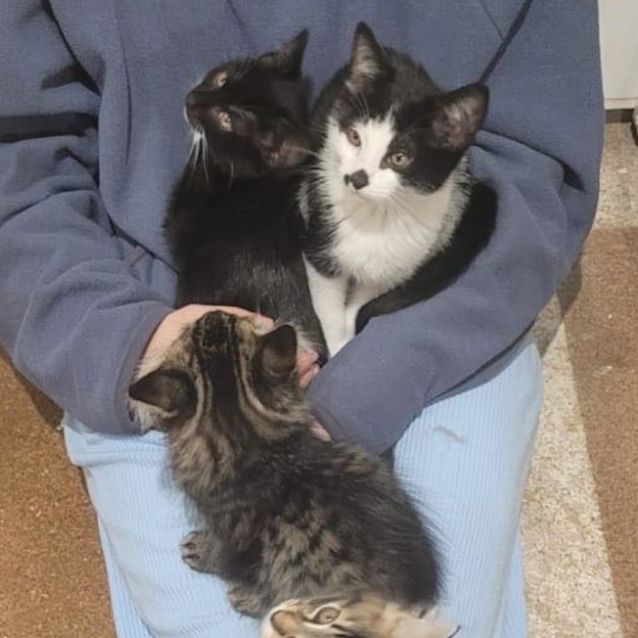 Photo of Kalen **2nd Chance Cat Rescue**