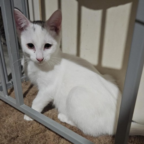 Juan ** 2nd Chance Cat Rescue**