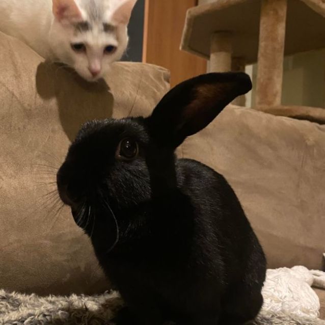 Binky Female Bunny Rabbit in VIC PetRescue