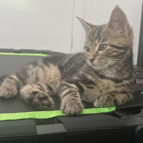 No photo for Rocket