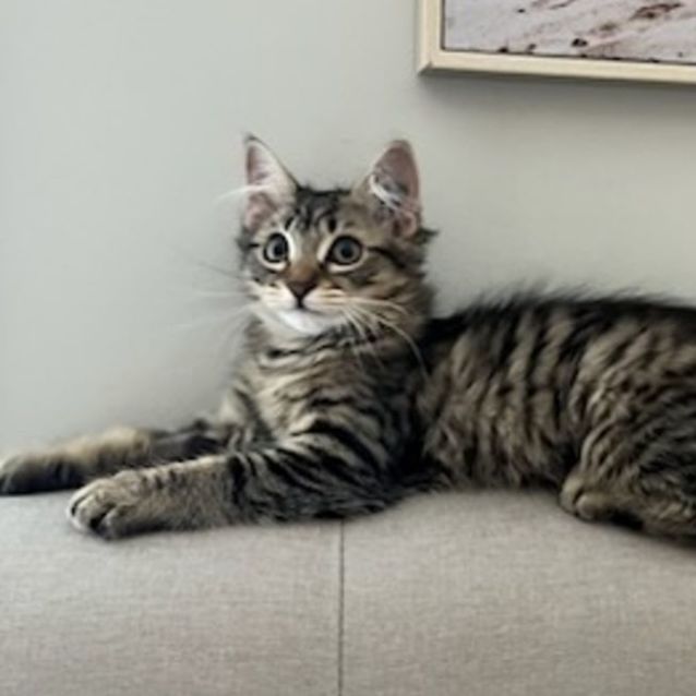 Photo of Mochi ^^Dandy Cat Rescue^^