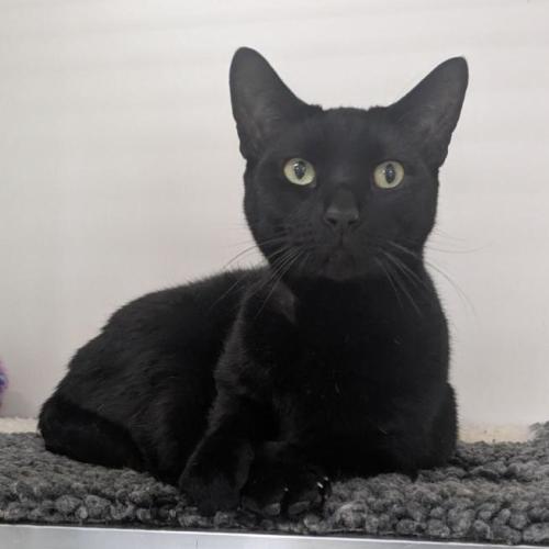 🐈‍⬛ Freddie 7412 🐈‍⬛