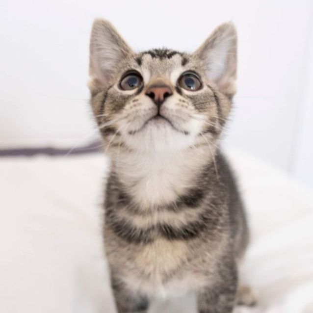 Photo of 🧡 Dozer 🧡