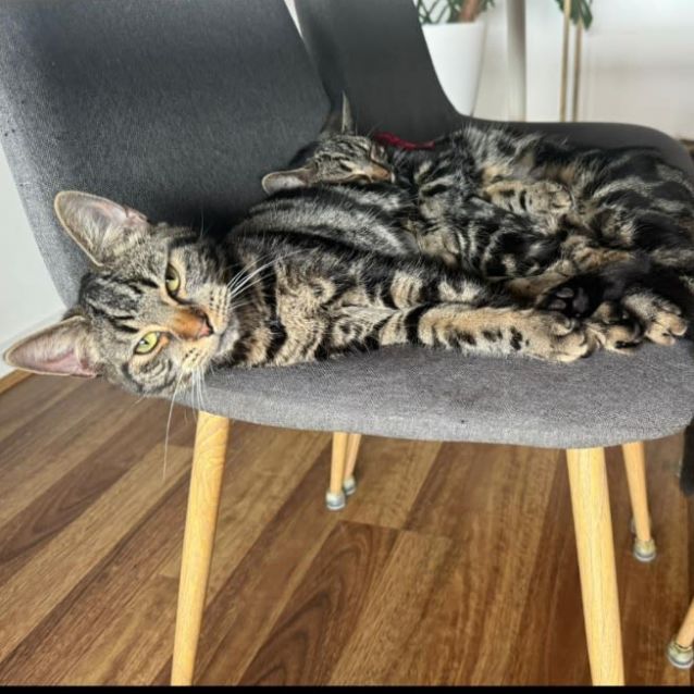 Photo of Lily And Layla