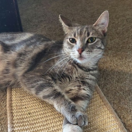 Zelda