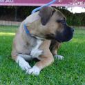 Photo of Mazikeen (Mazzy)