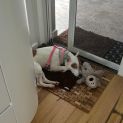 Photo of Lucy Lou 🌷1 Yo Jack Russell Terrier X (Trial)
