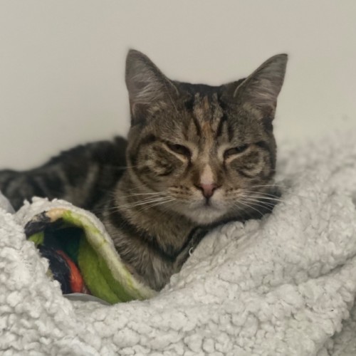 Caitlyn **2nd Chance Cat Rescue**