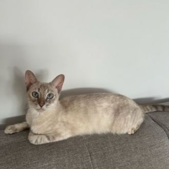 Female Abyssinian x Siamese Mix Cat