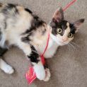 Photo of Gracie
