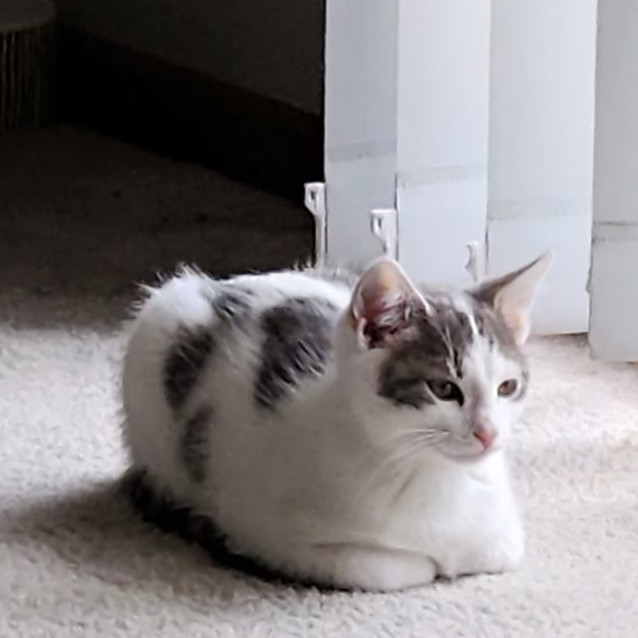 Photo of Muffin ^^Dandy Cat Rescue^^