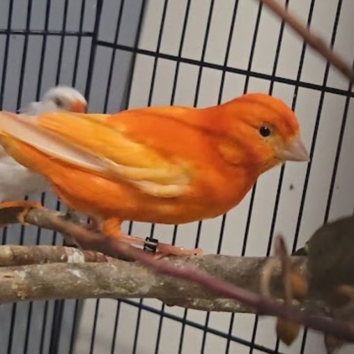 Tango