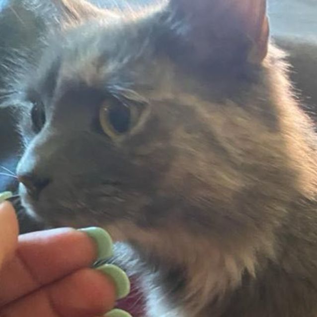 Photo of Momo   Located In Brunswick East