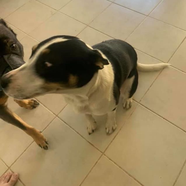 Photo of Benji Db555