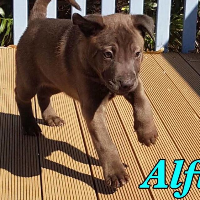 Photo of Alfie