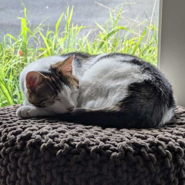 Photo of Morris (Aka Moz)