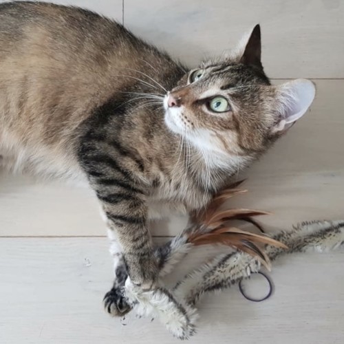 Bobtail Britt
