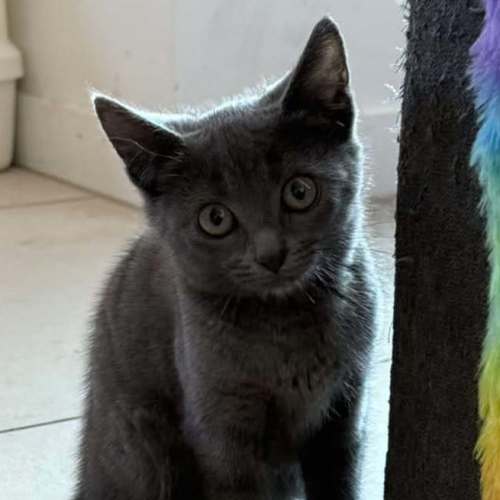 Shadow ** 2nd Chance Cat Rescue **