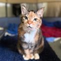Photo of Cleo