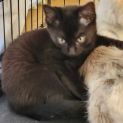 Photo of Baloo