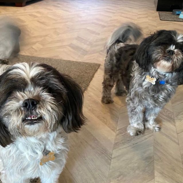 Photo of Scooter & Toby