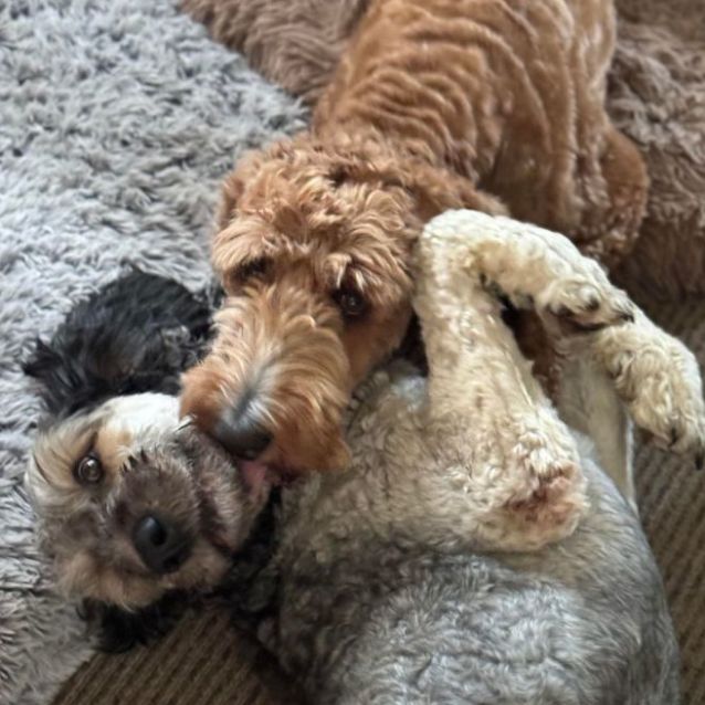 Photo of 💙 Bentley 💙