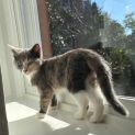 Photo of Tilly