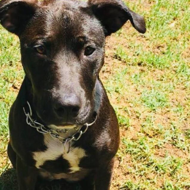 Photo of Mia (On Trial Adoption)