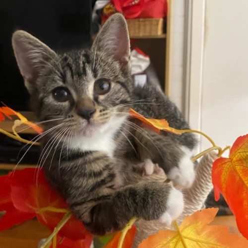 Lemon - Located in Kew