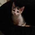 Photo of Gypsy